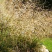 Tufted hairgrass (Deschampsia Cespitosa) 400 seeds