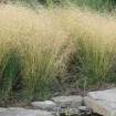 Tufted hairgrass (Deschampsia Cespitosa) 400 seeds