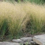 Tufted hairgrass (Deschampsia Cespitosa) 200 seeds