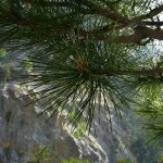 Turkish Black Pine (Pinus Nigra Caramanica) 20 seeds