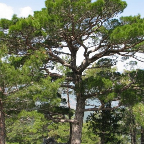 Turkish Black Pine (Pinus Nigra Caramanica) 20 seeds