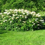 Ural Falsespirea (Sorbaria Sorbifolia) 300 seeds