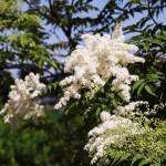 Ural Falsespirea (Sorbaria Sorbifolia) 500 seeds