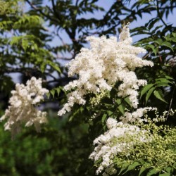 Ural Falsespirea (Sorbaria Sorbifolia) 300 seeds