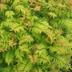 Ural Falsespirea (Sorbaria Sorbifolia) 2000 seeds