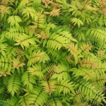 Ural Falsespirea (Sorbaria Sorbifolia) 200 seeds