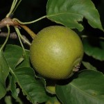Ussurian Pear (Pyrus Ussuriensis) 5 seeds