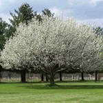 Ussurian Pear (Pyrus Ussuriensis) 20 seeds