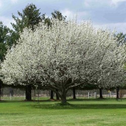 Ussurian Pear (Pyrus Ussuriensis) 5 seeds