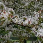 Ussurian Pear (Pyrus Ussuriensis) 5 seeds