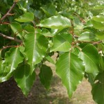 Ussurian Pear (Pyrus Ussuriensis) 5 seeds