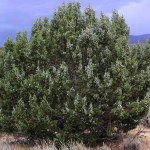 Utah Juniper (Juniperus Osteosperma) 10 seeds