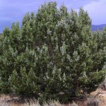 Utah Juniper (Juniperus Osteosperma) 5 seeds