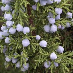 Utah Juniper (Juniperus Osteosperma) 5 seeds