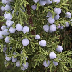 Utah Juniper (Juniperus Osteosperma) 10 seeds