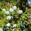 Utah Juniper (Juniperus Osteosperma) 10 seeds