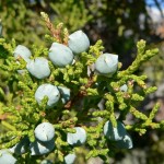 Utah Juniper (Juniperus Osteosperma) 10 seeds