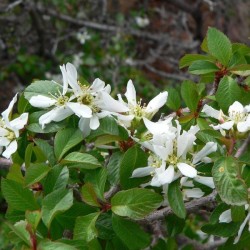 Utah Serviceberry (Amelanchier Utahensis) 10 seeds