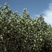 Utah Serviceberry (Amelanchier Utahensis) 10 seeds