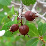 Utah Serviceberry (Amelanchier Utahensis) 20 seeds