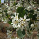Utah Serviceberry (Amelanchier Utahensis) 20 seeds