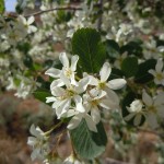 Utah Serviceberry (Amelanchier Utahensis) 50 seeds