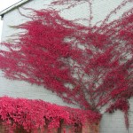 Virginia Creeper (Parthenocissus Quinquefolia) 10 seeds