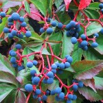 Virginia Creeper (Parthenocissus Quinquefolia) 20 seeds