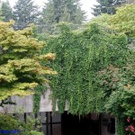 Virginia Creeper (Parthenocissus Quinquefolia) 10 seeds