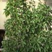 Virginia Creeper (Parthenocissus Quinquefolia) 20 seeds