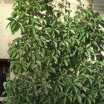Virginia Creeper (Parthenocissus Quinquefolia) 10 seeds