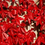 Virginia Creeper (Parthenocissus Quinquefolia) 20 seeds