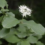 Walter Dogwood (Cornus Walteri) 5 seeds