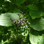 Walter Dogwood (Cornus Walteri) 15 seeds