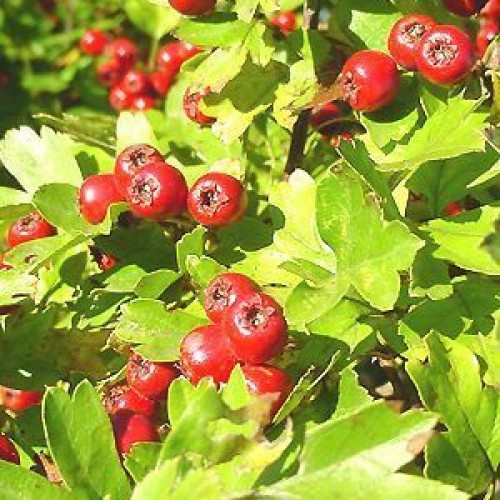 Washington Hawthorn (Crataegus Phaenopyrum) 5 seeds