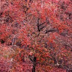 Washington Hawthorn (Crataegus Phaenopyrum) 5 seeds