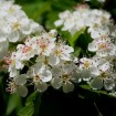 Washington Hawthorn (Crataegus Phaenopyrum) 15 seeds