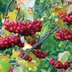 Washington Hawthorn (Crataegus Phaenopyrum) 5 seeds