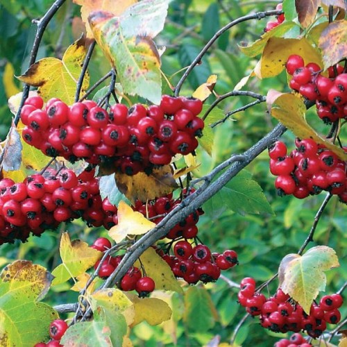 Washington Hawthorn (Crataegus Phaenopyrum) 15 seeds