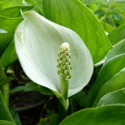 Water Arum (Calla Palustris) 15 seeds