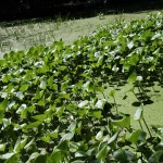 Water Arum (Calla Palustris) 15 seeds