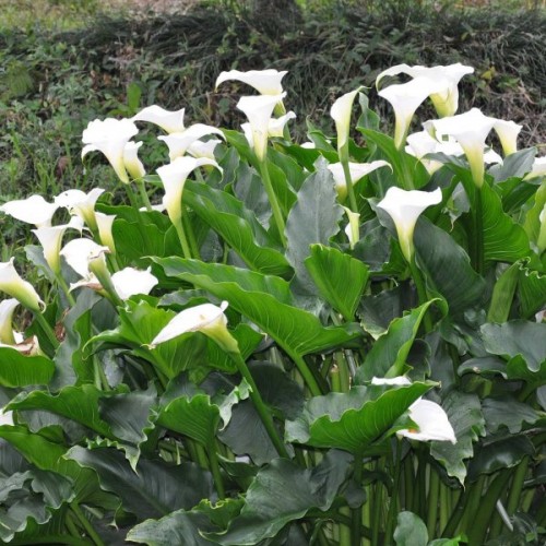 Water Arum (Calla Palustris) 10 seeds