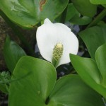 Water Arum (Calla Palustris) 15 seeds