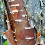 Water Birch (Betula Fontinalis Occidentalis) 100 seeds