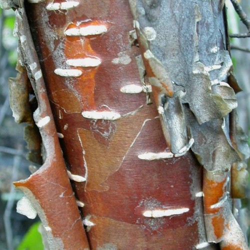 Water Birch (Betula Fontinalis / Occidentalis) 500 seeds