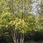 Water Birch (Betula Fontinalis Occidentalis) 50 seeds