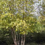 Water Birch (Betula Fontinalis Occidentalis) 20 seeds