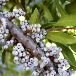 Wax Myrtle Southern (Myrica Cerifera) 200 seeds