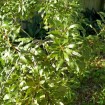 Wax Myrtle Southern (Myrica Cerifera) 50 seeds