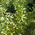 Wax Myrtle Southern (Myrica Cerifera) 25 seeds